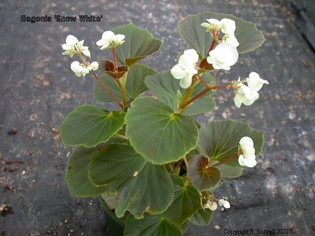 B. ‘Snow White’